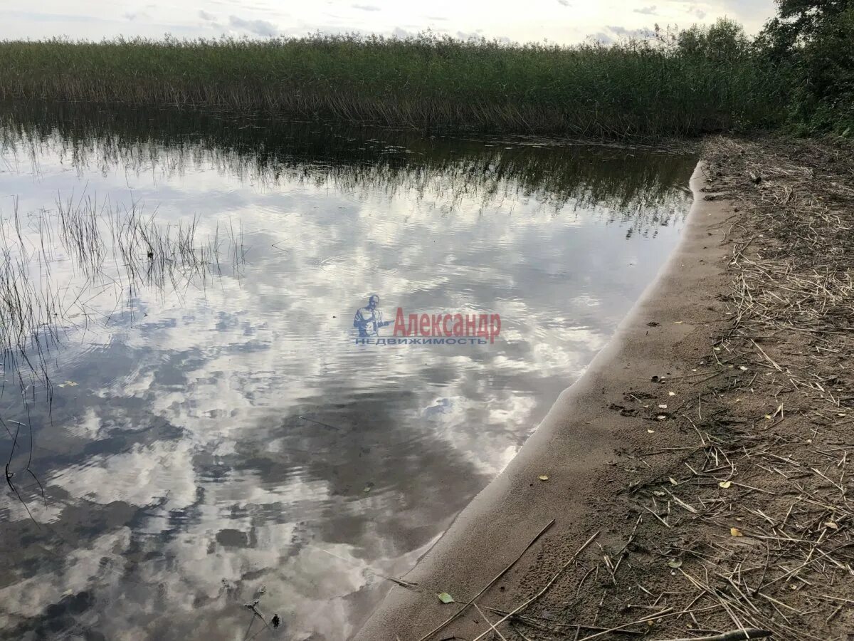 Озеро бурное. Озеро бурное ленинградская область рыбалка. Озеро треугольное ленинградская. Чистейшие озера густые леса белые ночи где. Озеро берестовое ленинградская область.