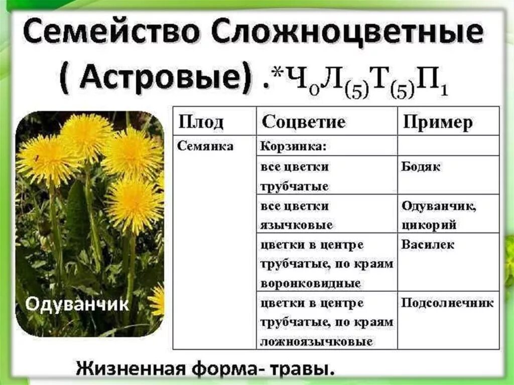 Подсолнечник вид соцветия. Растения семейства Сложноцветные Астровые. Семейство Сложноцветные строение плода. Семейство Сложноцветные соцветия 6 класс биология. Семейство Сложноцветные Астровые строение цветка.