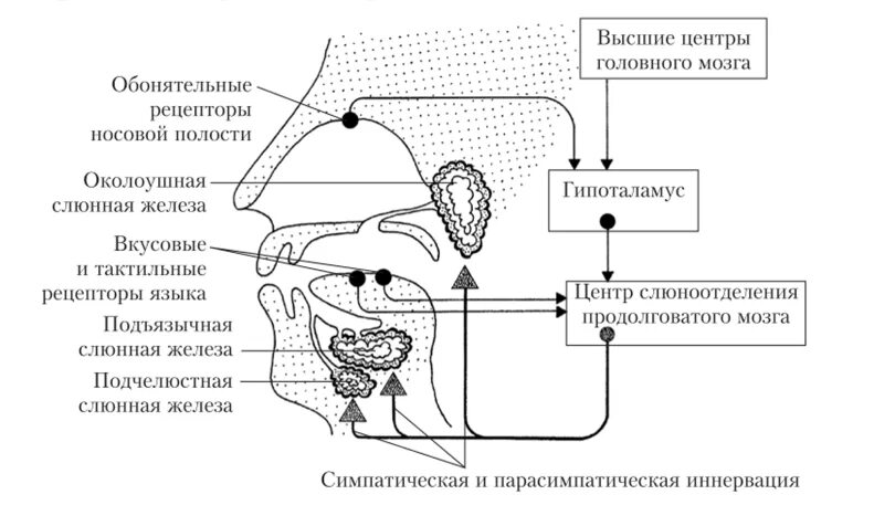Околоушную слюнную железу иннервирует