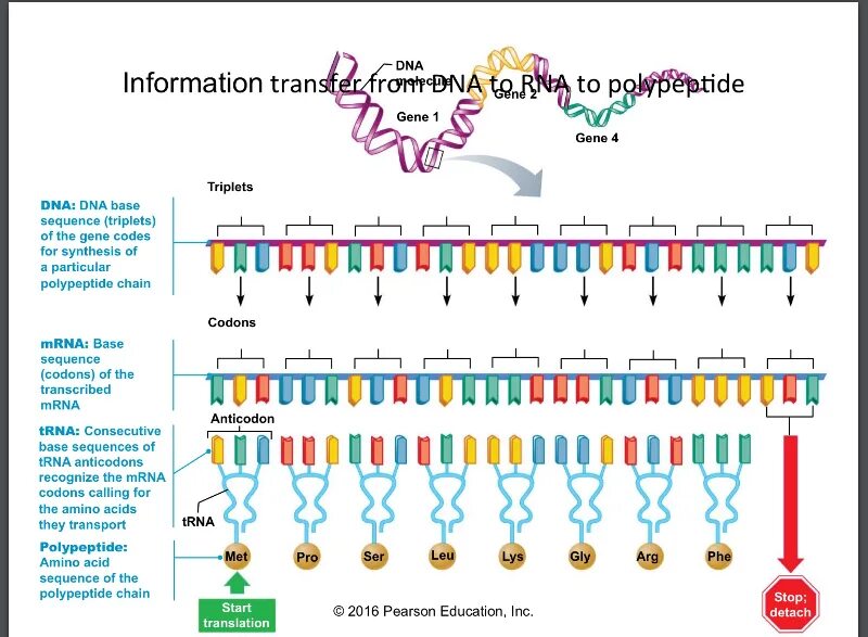 Полипептиды 8. Полипептид ДНК. Ген триплет. Триплет ДНК. Стоп кодоны бактерий.
