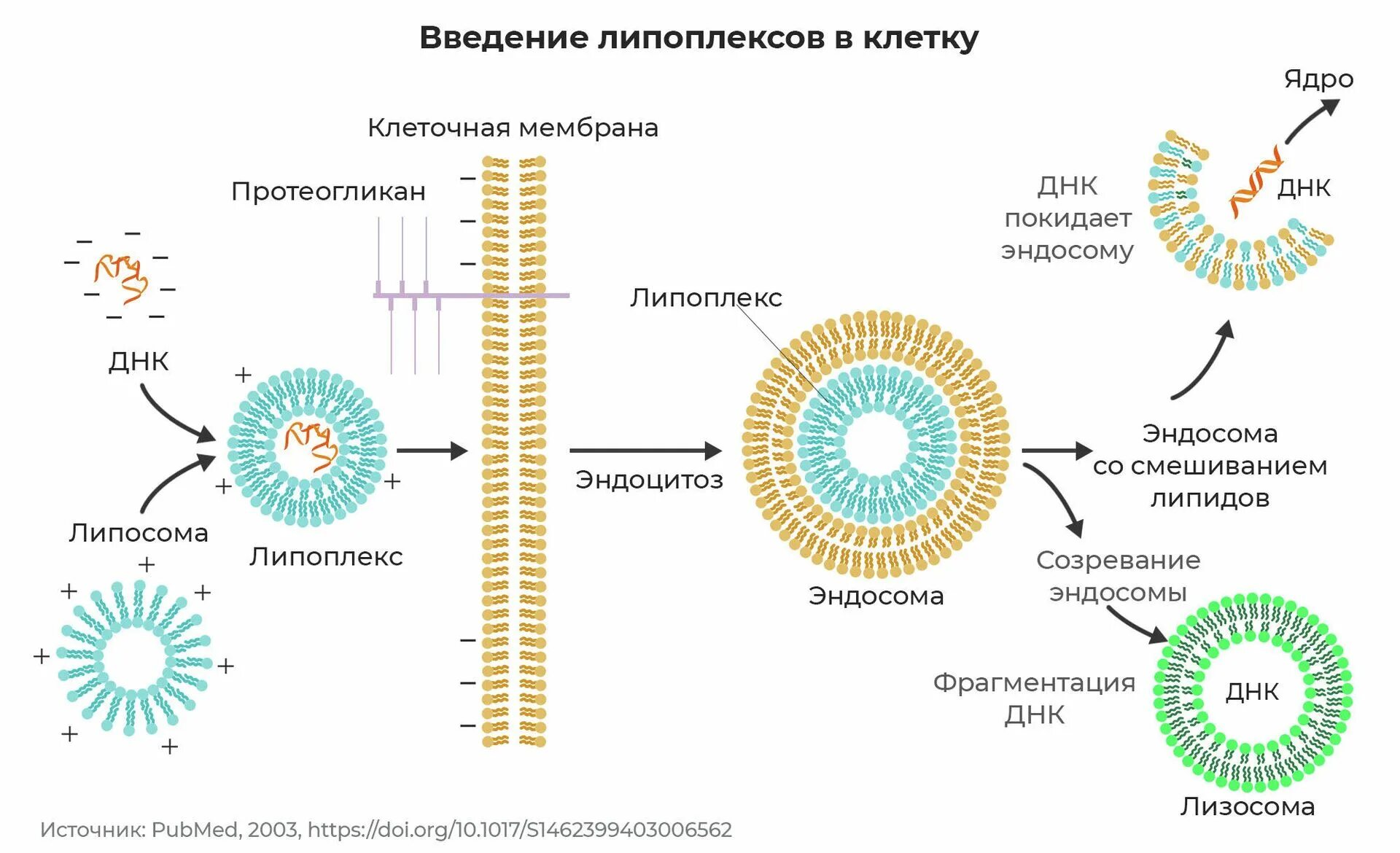 Б образуются направительные клетки. Строение липосомы. Липосомы лекарственная форма. Липосомы в медицине. Липидный бислой липосомы.