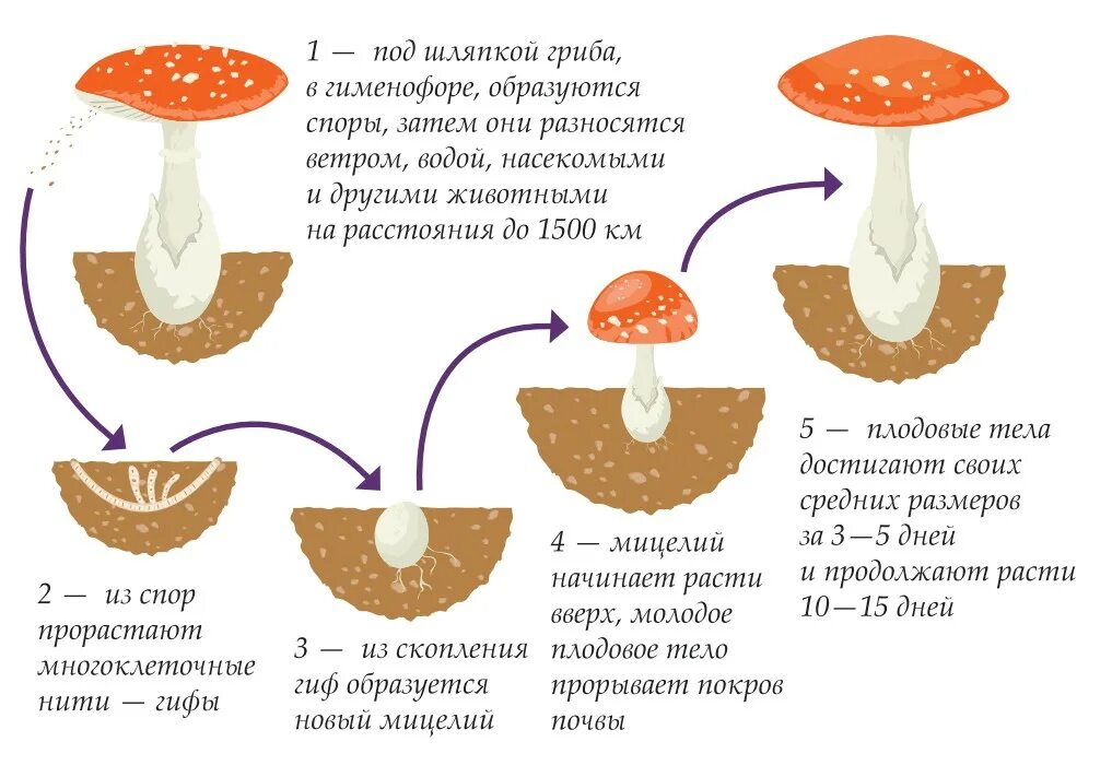 Почему появляются грибы. Цикл развития шляпочного гриба. Жизненный цикл шляпочного гриба схема. Размножение шляпочного гриба схема. Жизненный цикл шляпочного гриба.