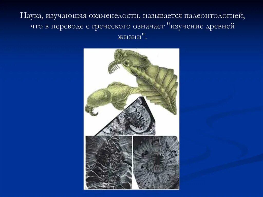 Назовите данные вымершие организмы. Наука изучающая ископаемые остатки. Наука изучающая ископаемые организмы. Исследование ископаемых остатков вымерших животных. Наука изучающая ископаемых останков организмов.