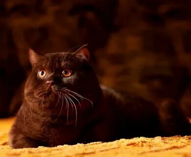 Шотландская коричневая