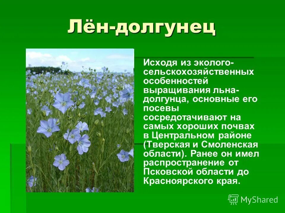 Какой цветок выращивают в россии. Лен-долгунец зерновая культура. Лен долгунец растет. Лен долгунец выращивают. Лен долгунец условия произрастания.