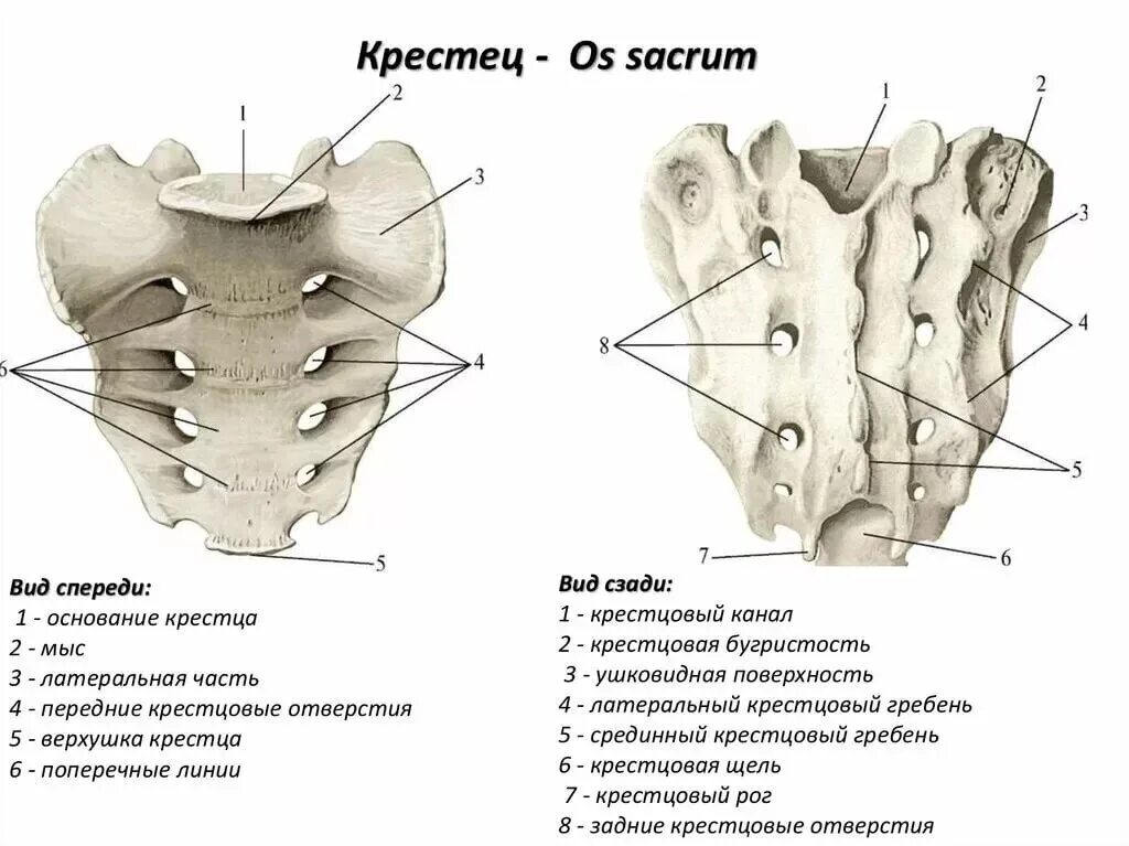 Крестцовый скелет. Строение крестца вид спереди. Строение крестца сбоку. Крестцовая кость вид спереди.