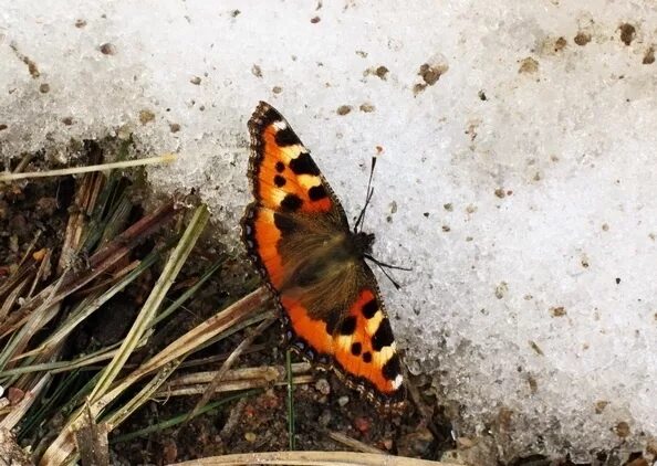 Бабочки весной. Бабочки ранней весной. Бабочка зимой. Бабочка похожая на крапивницу. Бабочка крапивница весной.