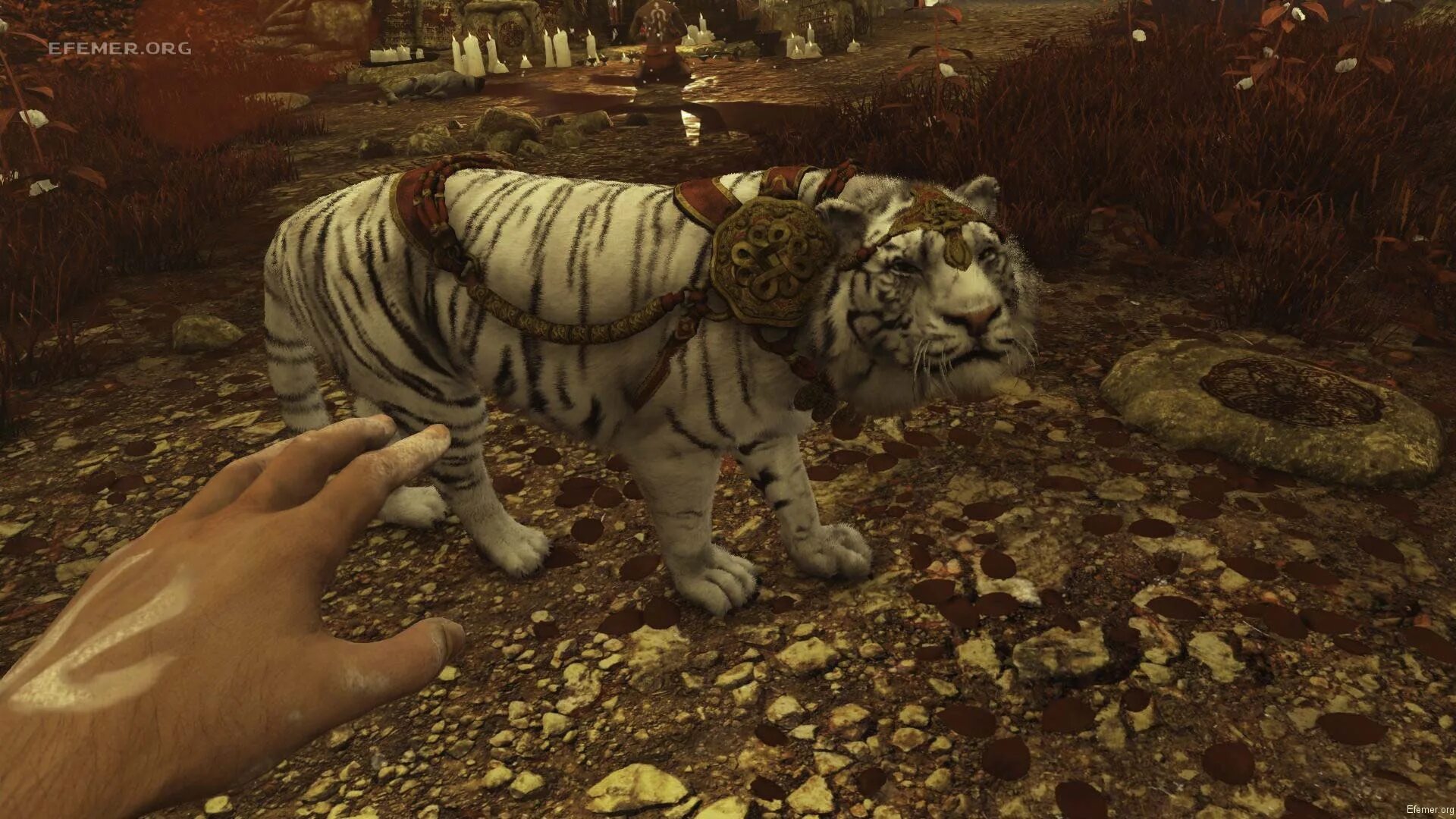 Игра где тигр. Белый тигр far cry 3. тигра far cry 3. фар край 3 тигр.