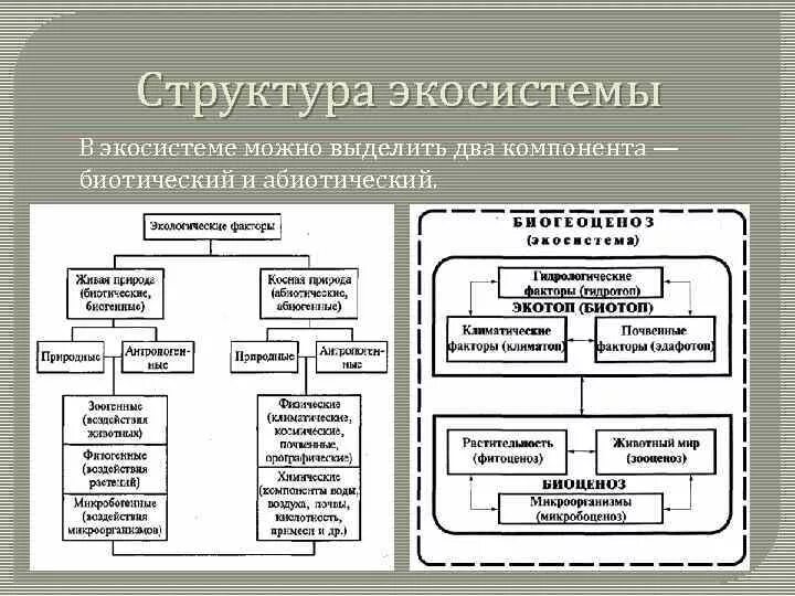 Основные структурные компоненты биогеоценоза. Структура экологической системы схема. Структурные компоненты экосистемы схема. Структура экосистемы таблица. Составляющие экосистемы таблица.