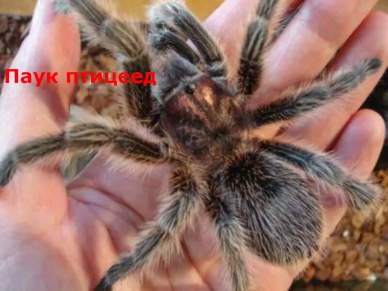 Как определить пол паука птицееда. Волосатый паук птицеед. rosea grammostola пол. мохнатый паук. большой волосатый паук.