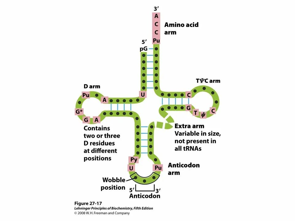 Молекула днк доставляют к рибосомам аминокислоты. Trna structure. t rna. trna группа. так молекула днк доставляют аминокислоты на рибосоме.