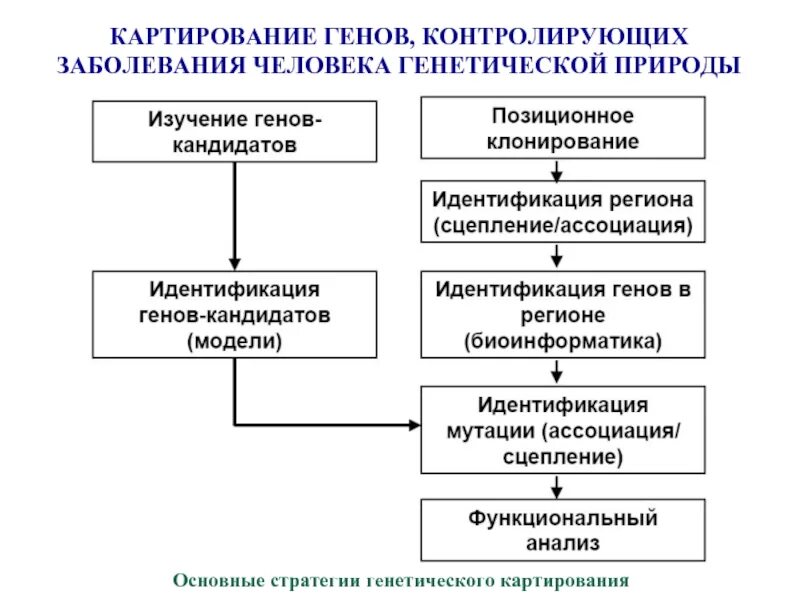 Картирование гена. Функциональное картирование генов. методы генетического картирования. методы картирования генов. стратегические подходы к картированию геномов.