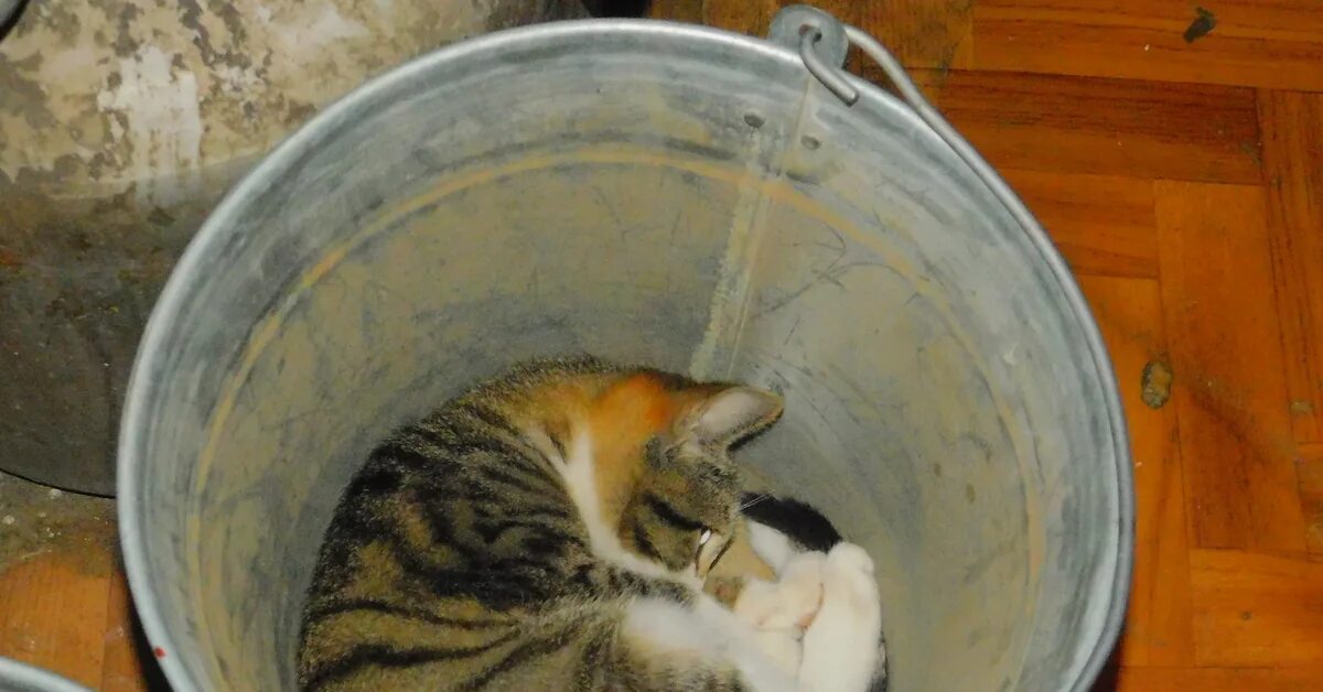 Кот неожиданно. Неожиданный котик. неожиданный кот. непредсказуемый кот.
