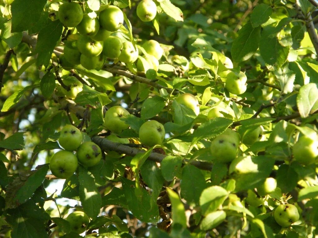 Яблоки дикая яблоня. Яблоня Дикая Malus Sylvestris. Яблоня Лесная (дичок). Яблоня Лесная (Дикая) (Malus Sylvestris). Яблоня дичка дерево.