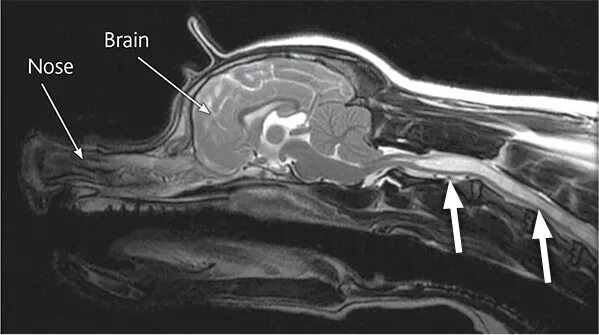 Мрт мозга собаке. Сирингомиелия парез. Сирингомиелия у собак мрт. Синдром Киари и сирингомиелия у собак.
