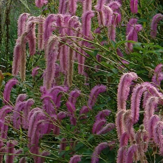 Глупый цветок. Sanguisorba hakusanensis. Кровохлебка Лилак Сквирел. Кровохлебка розовая. Кровохлебка Lilac Squirrel.