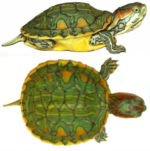 Среднеазиатская красноухая черепаха. Панцирь красноухой черепахи. Красноухая черепаха виды. Строение красноухой черепахи. Толщина панциря черепахи