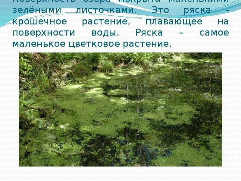 Поверхность прудов летом бывает сплошь затянута водорослью