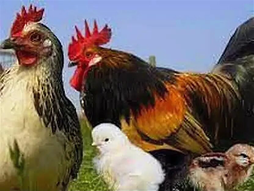 Куру куру звук. Турецкие куры. Звук курицы. Курица и петух звуки. Звук курицы слушать.