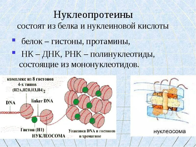 Белки входят в состав ядер. Химическое строение нуклеопротеинов. Нуклеопротеиды биохимия строение. Нуклеопротеиды биохимия структура и функции. Нуклеопротеины биохимия строение.