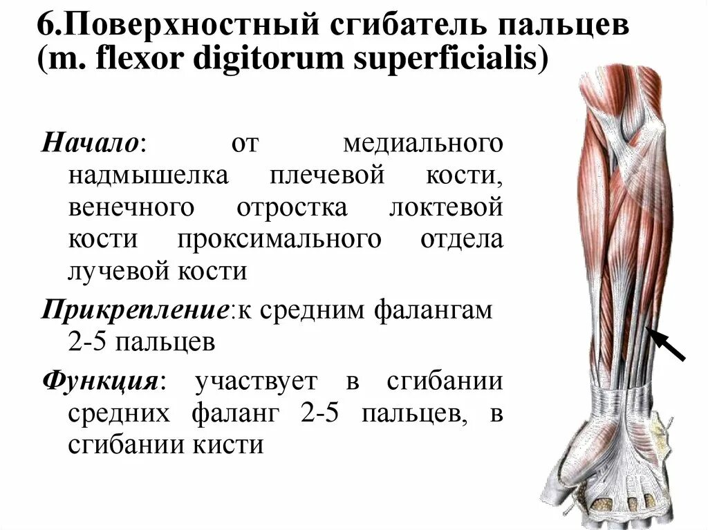 Сгибатель латынь. Поверхностный сгибатель пальцев функции. Поверхностный сгибатель пальцев m. Flexor digitorum superficialis. Длинный сгибатель большого пальца кисти мышца. Глубокий сгибатель пальцев кисти функция.