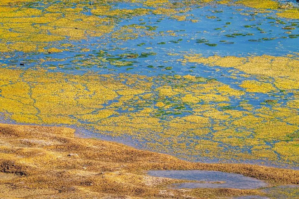 Золотистые водоросли. Цветение воды. Водоросли в водоемах Санкт-Петербурга. Водоросли в пруду. Желто коричневая вода