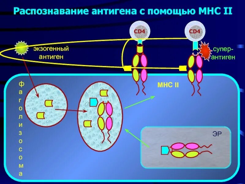 Антиген независимая. Распознавание антигена. mhc антигены. двойное распознавание антигена. антигены гистосовместимости.