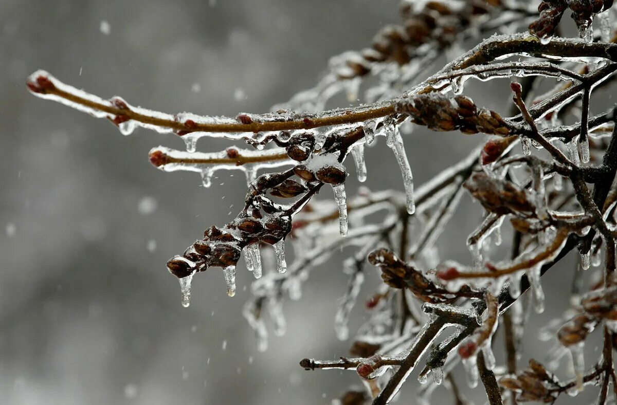 Обледенелые ветки деревьев. Зимний дождь. Гололед на ветках. Лед на ветках деревьев.