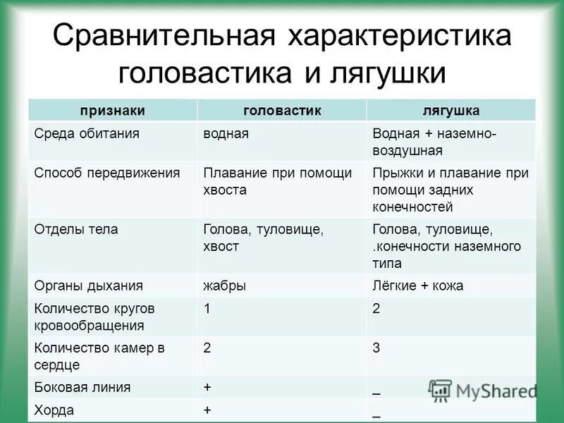 Внутреннее различие головастика и лягушки