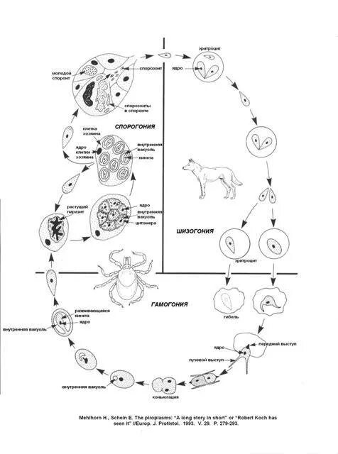 Лечение пироплазмоза у собак схема лечения. Пироплазмоз собак цикл развития. Бабезиоз цикл развития. Цикл развития Babesia canis. Пироплазмоз собак жизненный цикл.
