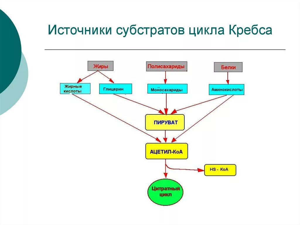 Цикл субстрата. Субстратные циклы. субстратные циклы биохимия. субстраты цикла кребса. субстратные циклы гликолиза.
