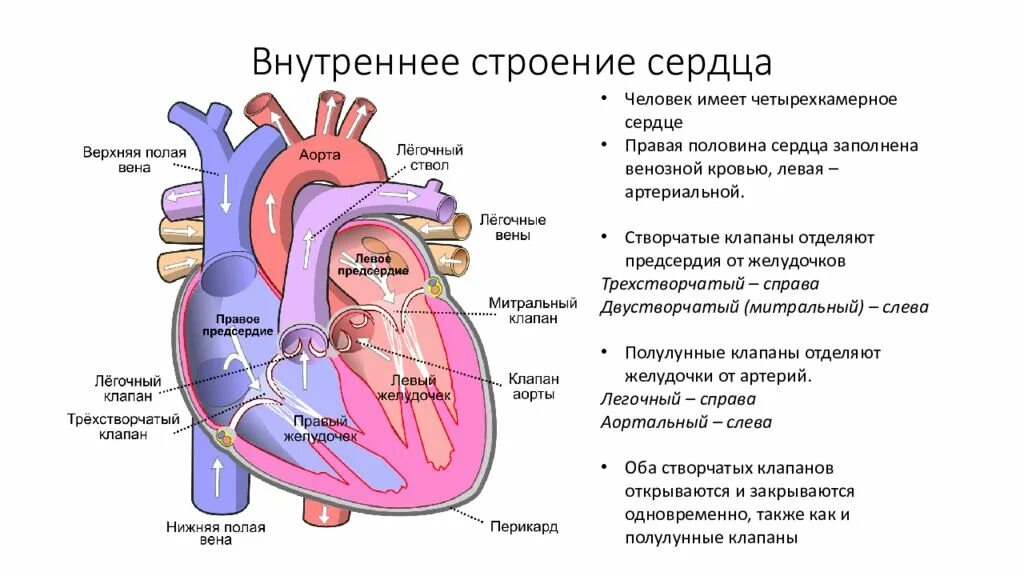 Четырехкамерное сердце строение. Сердечно сосудистая система егэ. Сердечно сосудистая система егэ. Система малого круга кровообращения. Строение сердца и сосудов.