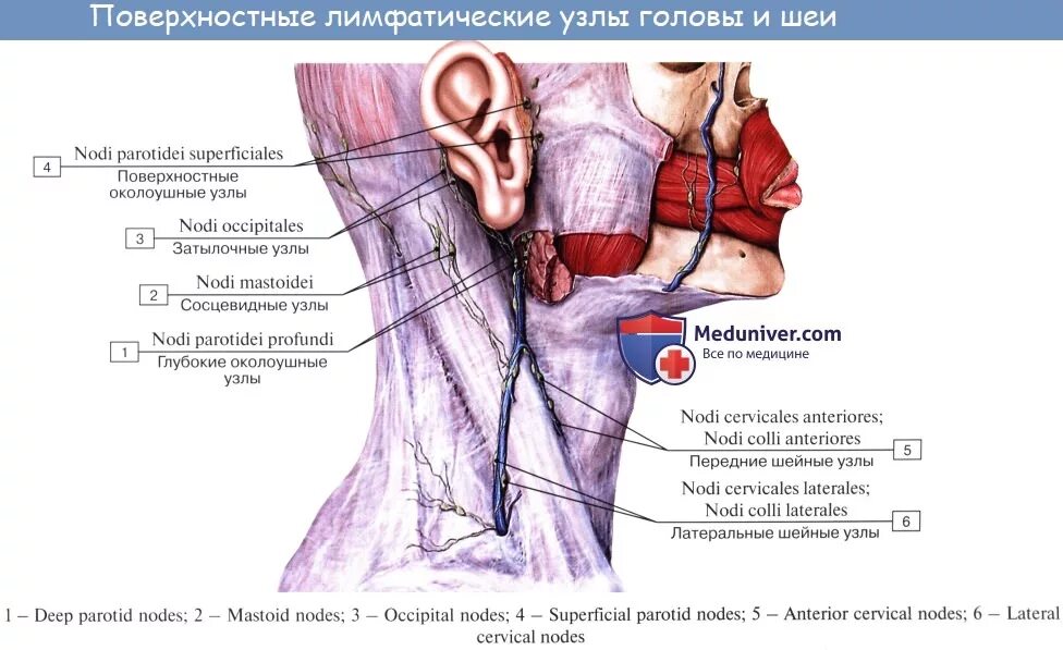 Лимфоузлы на шее какого размера