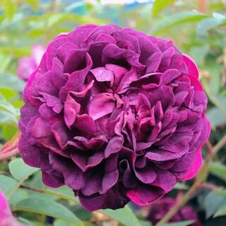 Rose history