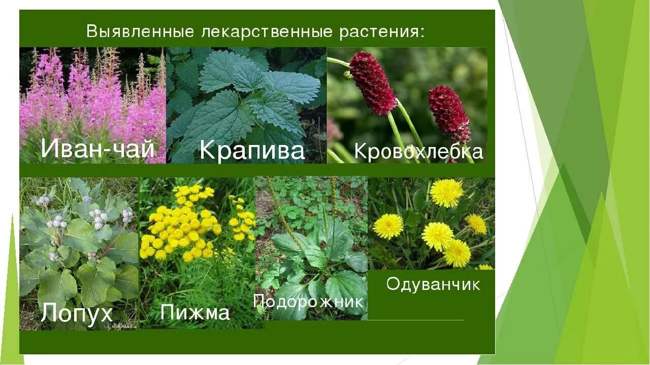 Какие растения часто встречаются. Лекарственные растения названия. лечебные растения названия. названия лекарственныхрастении. лекарственные травы с названиями.