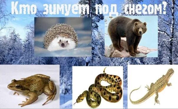 Животные которые уходят в спячку зимой. Животные впадающие в спячку зимой. животные впадающие в спячку зимой в россии. какие животные впадают в спячку на зиму. животное которое впадает в спячку зимой.