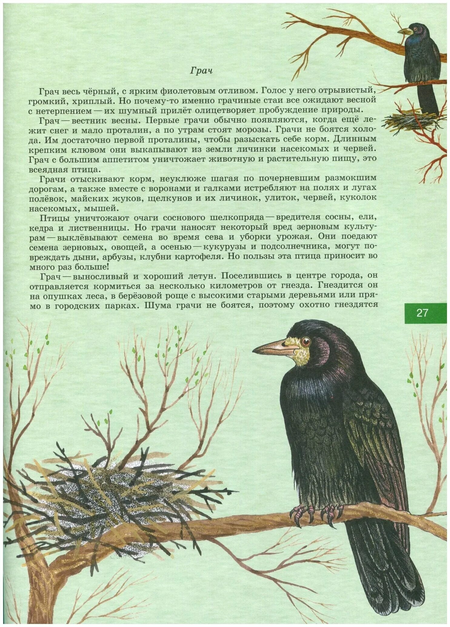 Рассказ про грачей. Рассказ о Граче для дошкольников. Грач описание. Рассказ про грачей весной.