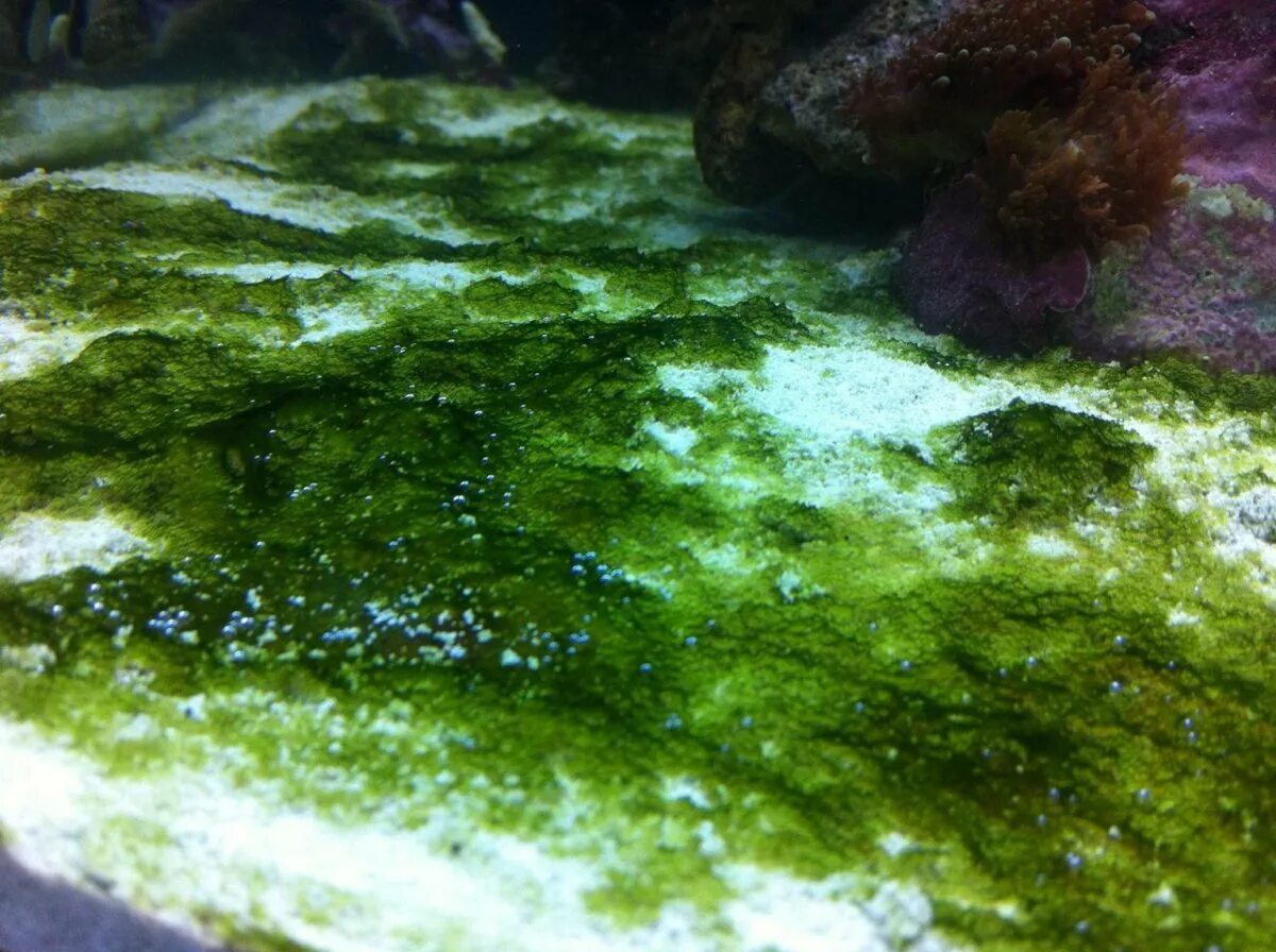 Синезелёные водоросли цианобактерии. Термофильные синезеленые водоросли. Цианобактерии налет. Древние сине-зеленые водоросли цианобактерии.