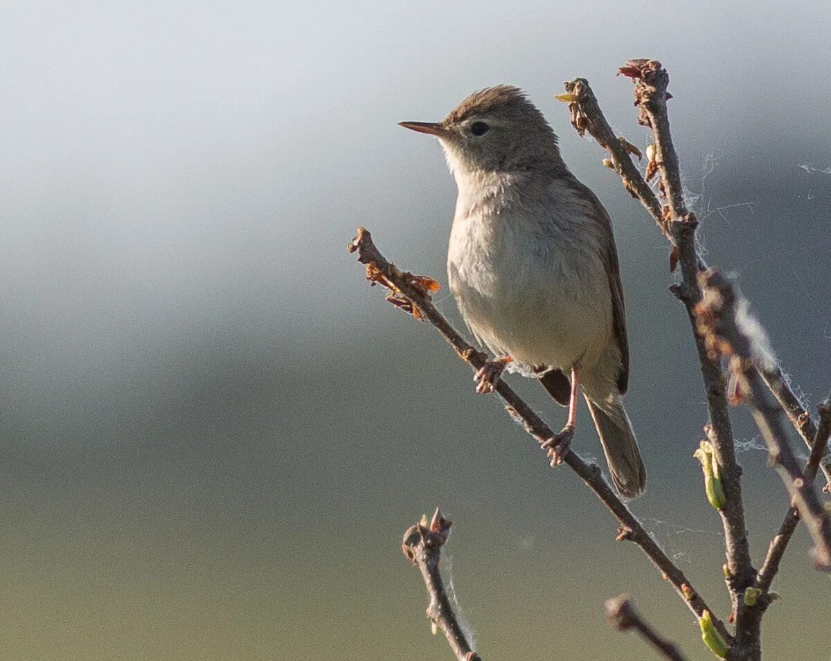 Краснохвостый канюк. Юлия михальчик птица белая. Скопа (pandion haliaetus l. Птицы арсеньева. Кулик птица в тундре.