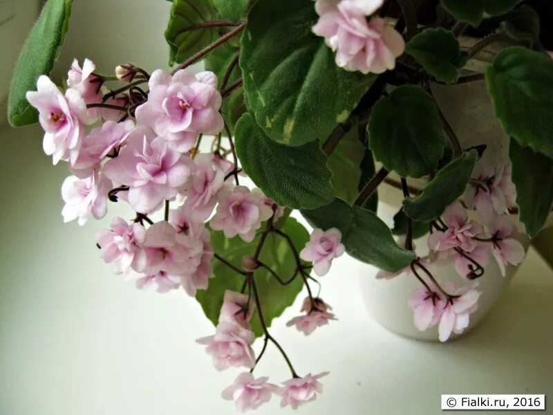 Rob's Vanilla Trail (R.Robinson) * Фиалки. Геснериевые от Ulmo. Форум.