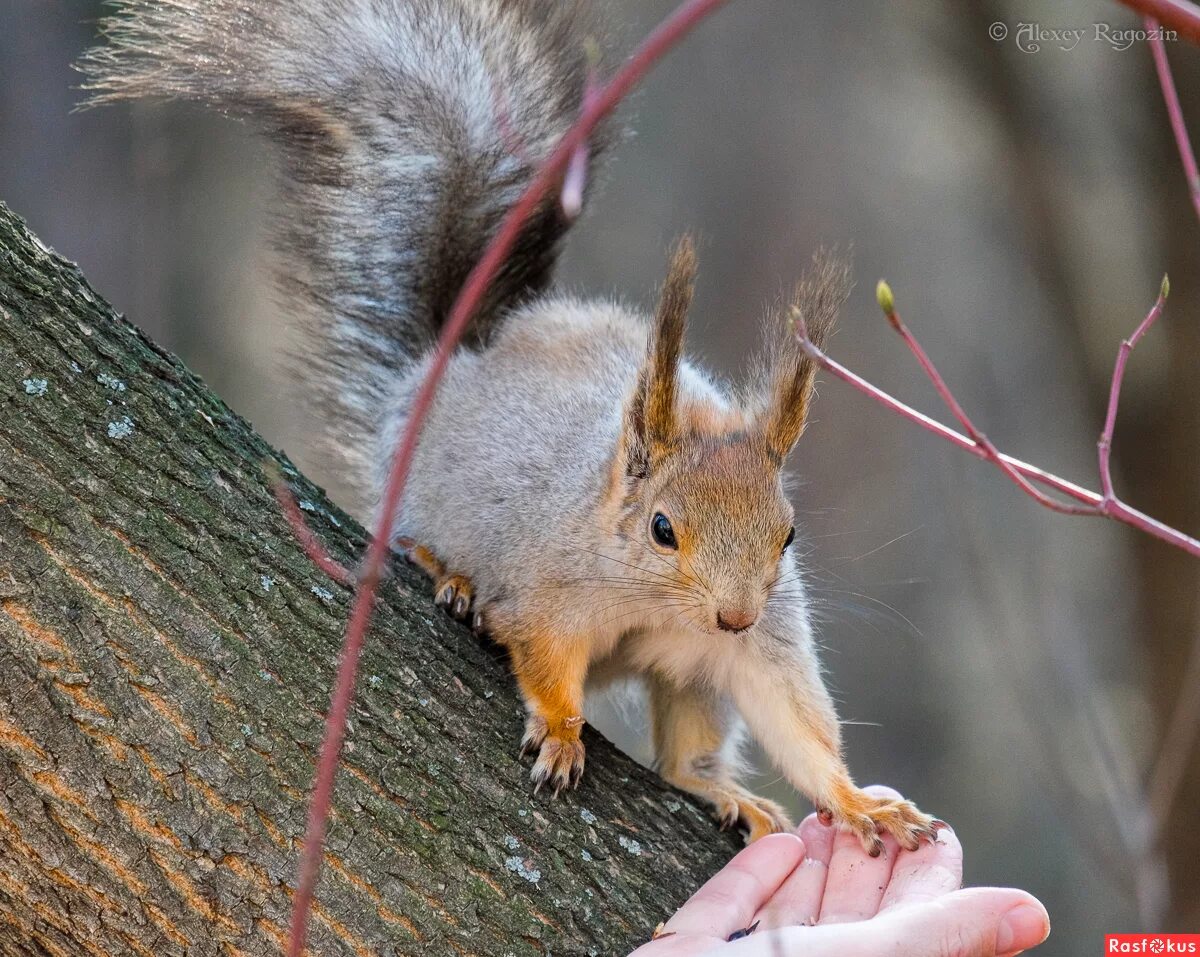 беличья роща. чистяковская роща краснодар белки. зелёная роща белка парк. белки в бобачевской роще тверь. беличья роща.