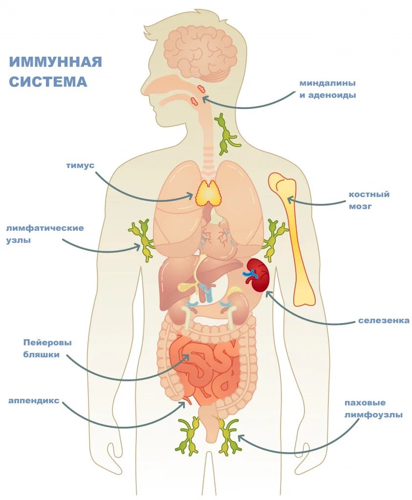 Anatomía del sistema inmunológico Organos linfoides, Músculos del cuerpo humano,