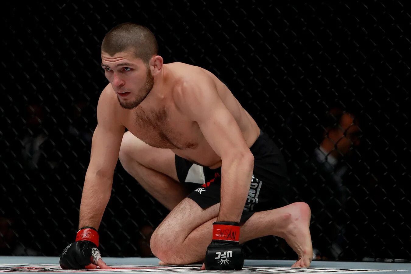 Весы хабиба нурмагомедова. Khabib Nurmagomedov UFC. Нурмагомедов Джонсон UFC 205.