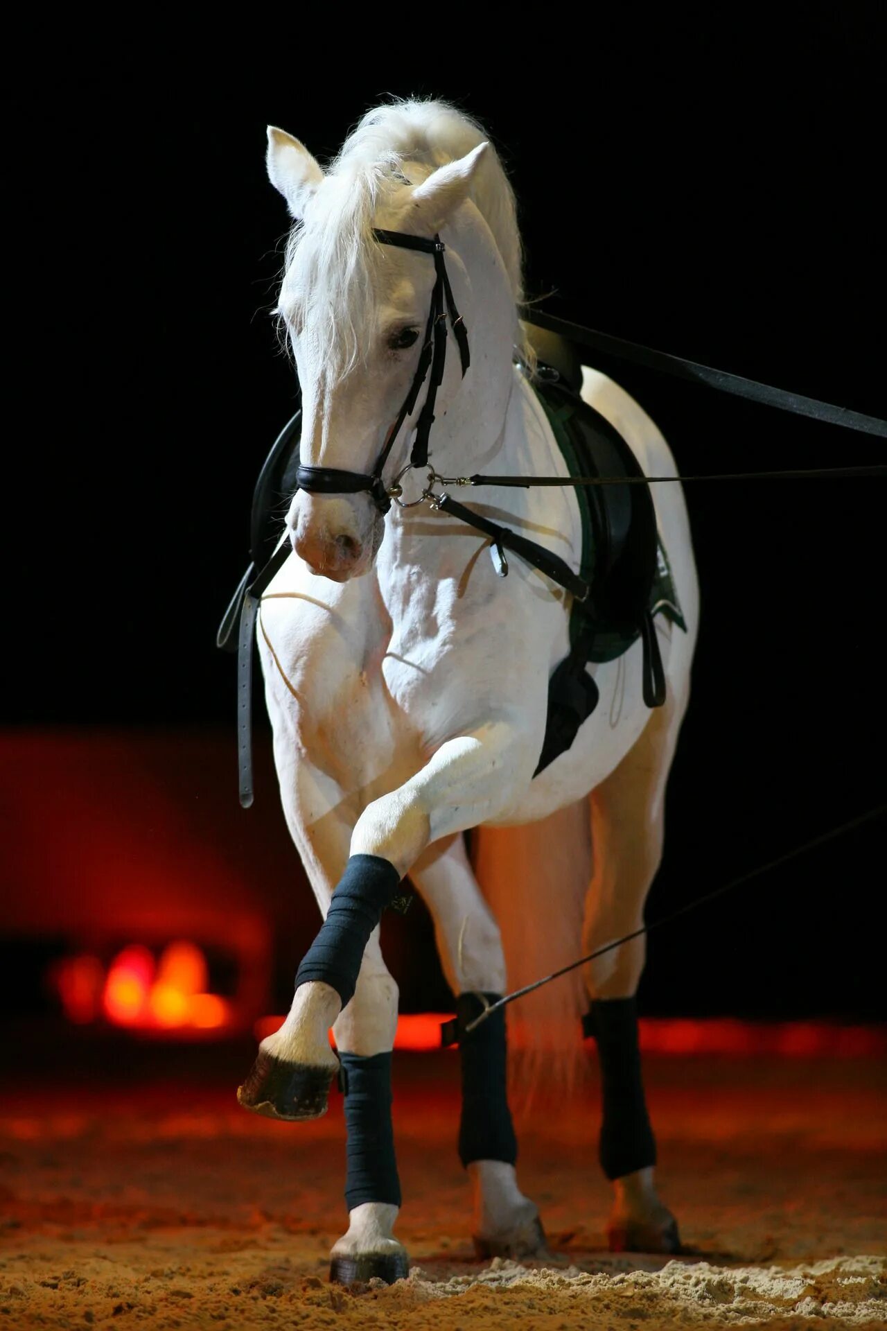 Лошади липицианской породы. Липпицианская лошадь. Липиццианская порода лошадей. Липпицианская порода лошадей.
