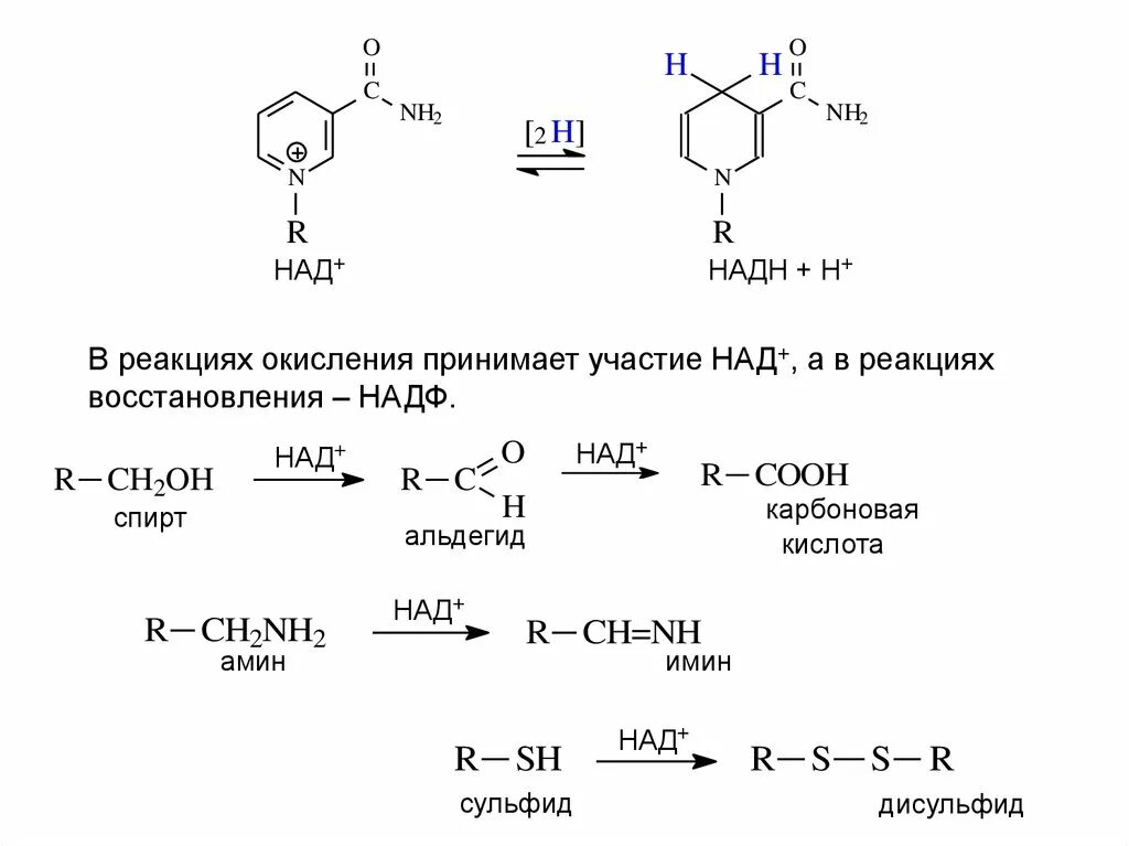 Участвуют в реакциях окисления. Окисленный и восстановленный НАДФ. Восстановление НАДФ реакция. Реакции с коферментом НАДН. Окислительно-восстановительные реакции над НАДН.