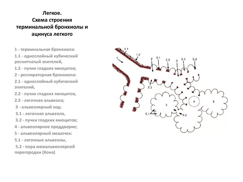 Ацинус гистология. Ацинус строение гистология. строение легочного ацинуса гистология. схема строения ацинуса. ацинус легкого строение гистология.