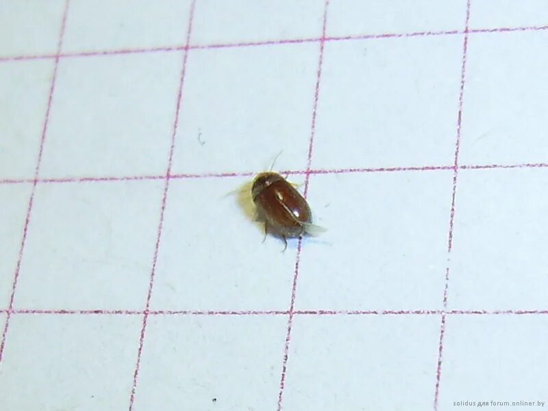 маленькие коричневые жучки точильщики. жук карапузик двупятнистый. маленькие букашки в волосах. карапузик жук черный. жук древоточец шашель.