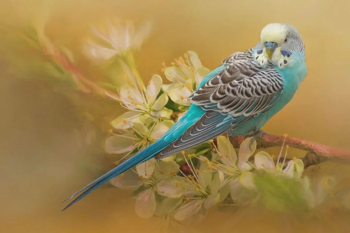 волнистый попугайчик белый. австралийские волнистые попугайчики. волнистый попугайчик фиолетовый. волнистый попугайчик голубой. птица попугай волнистый.