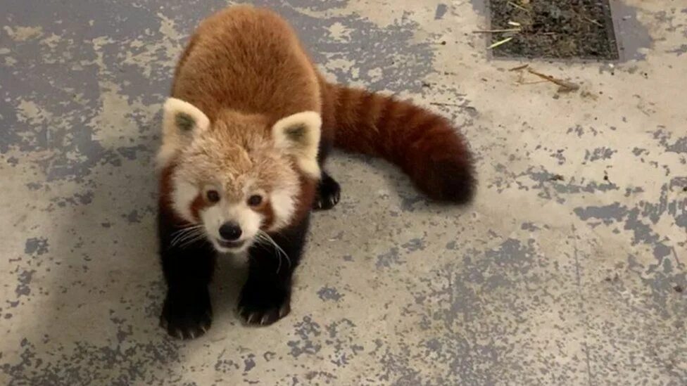 Красная панда исчезающий вид. Красная панда вымирает. firefox красная панда. исчезновение красных панд рисунок погибали.