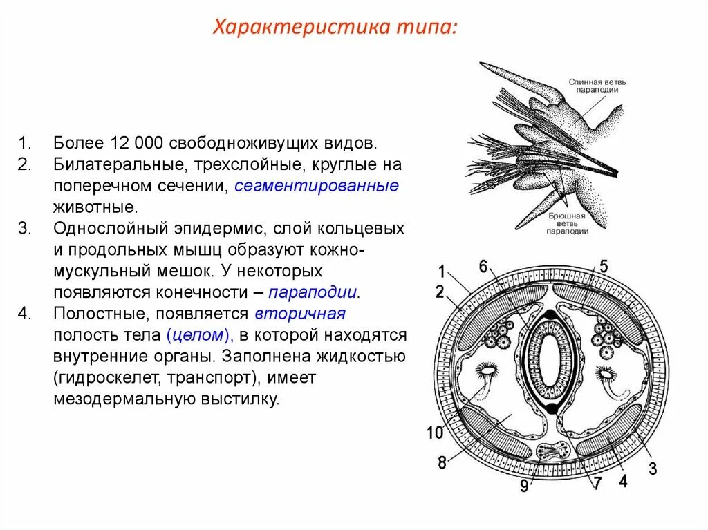 Кольцевой слой. Поперечный разрез Нереиды. Схема поперечного среза тела Нереиды. Поперечный срез Нереиды. Нереида строение.